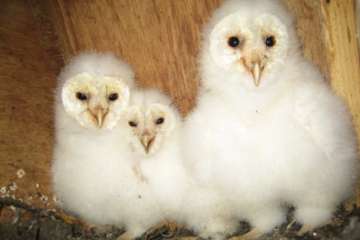 Baby barn owls