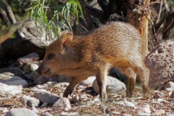 baby javelina1